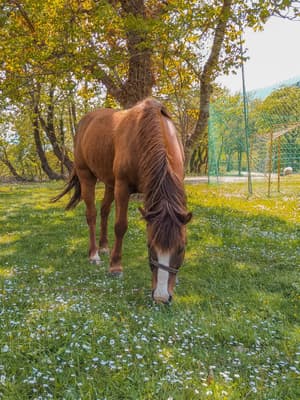 thumbnail: Horseback riding