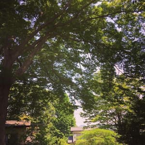 thumbnail: General view