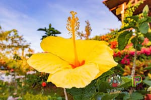 thumbnail: Garden
