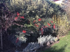 thumbnail: Garden