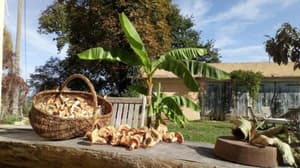 thumbnail: Garden