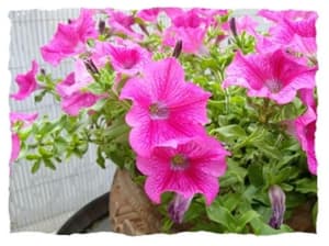 thumbnail: General view