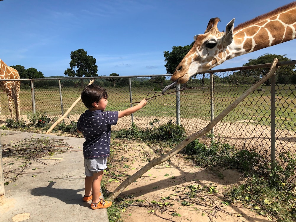 Safari