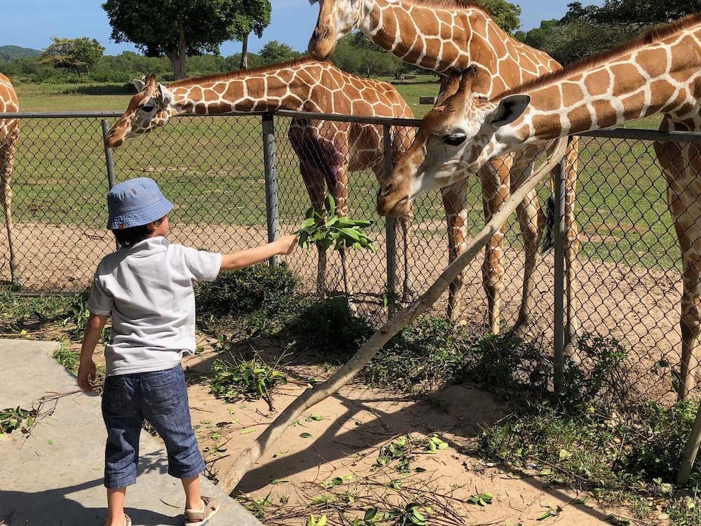 Safari