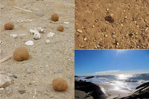 thumbnail: Beach