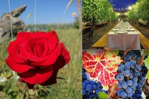thumbnail: Vineyard
