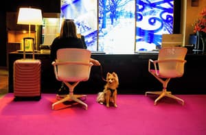 thumbnail: Pet-friendly
