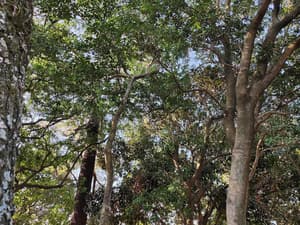 thumbnail: Land view from property