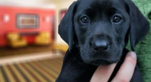 thumbnail: 145581916.jpg