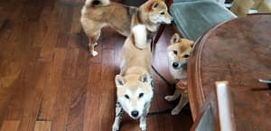 thumbnail: Pet-friendly