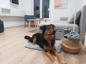 thumbnail: Pet-friendly