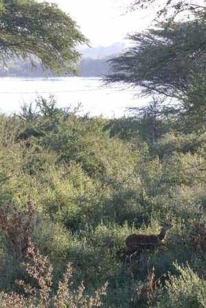 Sunbirds Lodge Chobe
