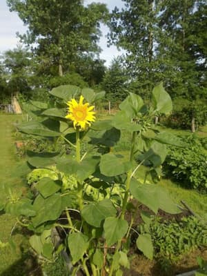 thumbnail: Garden