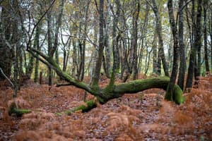 thumbnail: Property grounds