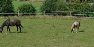thumbnail: Horseback riding