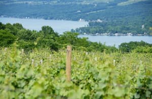 thumbnail: Winery