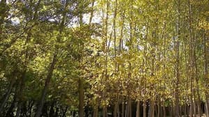 thumbnail: Garden