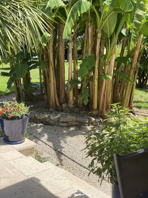 thumbnail: Garden