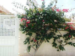 thumbnail: Garden