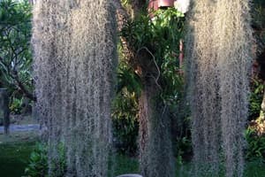 thumbnail: Garden