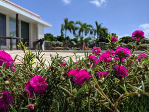 thumbnail: Garden view