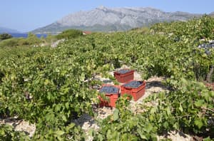 thumbnail: Winery