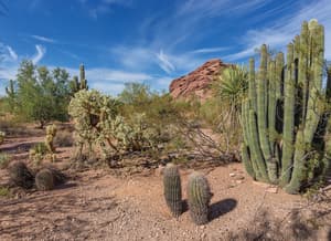 thumbnail: Desert view
