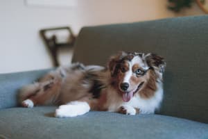 thumbnail: Pet-friendly amenities