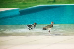 thumbnail: Pool