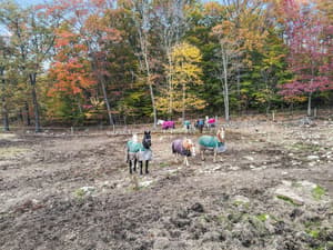 thumbnail: Horseback riding