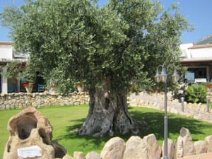 thumbnail: Garden