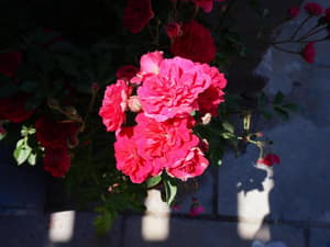 thumbnail: 570454_14050609540019313851.jpg