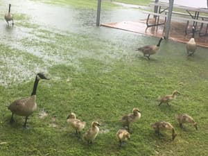 thumbnail: Property grounds