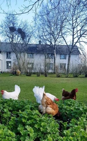 thumbnail: Garden