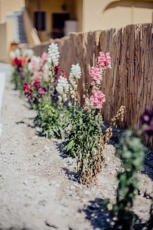 thumbnail: Garden