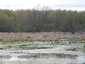 thumbnail: Property grounds