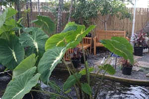 thumbnail: Garden