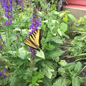 thumbnail: Garden
