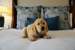 thumbnail: Pet-friendly