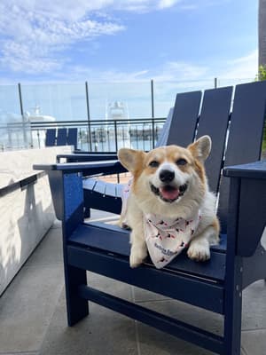 thumbnail: Pet-friendly