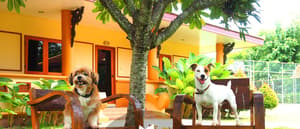 thumbnail: Pet-friendly