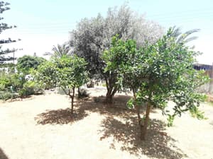 thumbnail: Garden