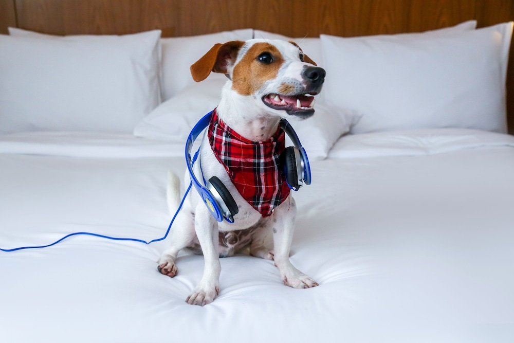 Pet-friendly amenities