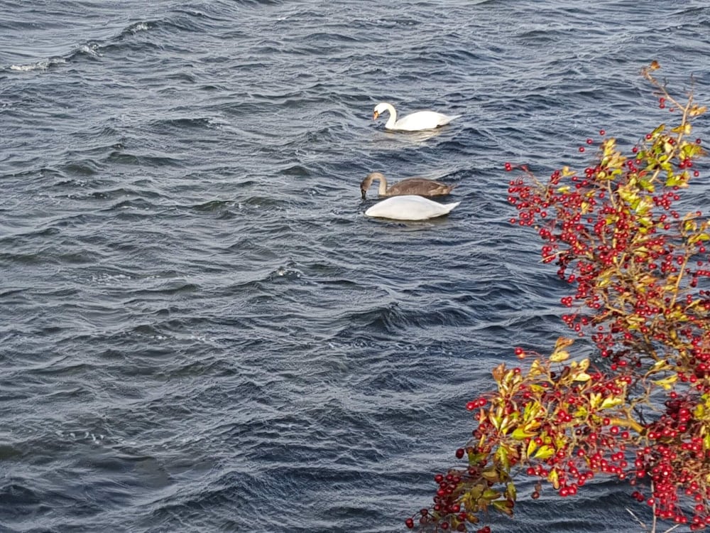 Water view