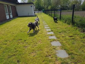 thumbnail: Pet-friendly amenities