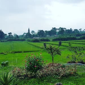 thumbnail: Garden view