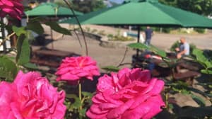 thumbnail: Terrace/patio