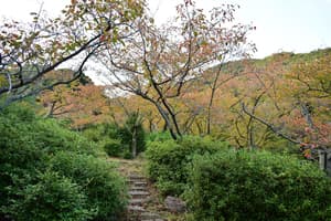 thumbnail: Garden