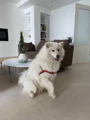 thumbnail: Pet-friendly
