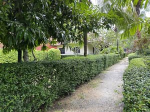 thumbnail: Garden